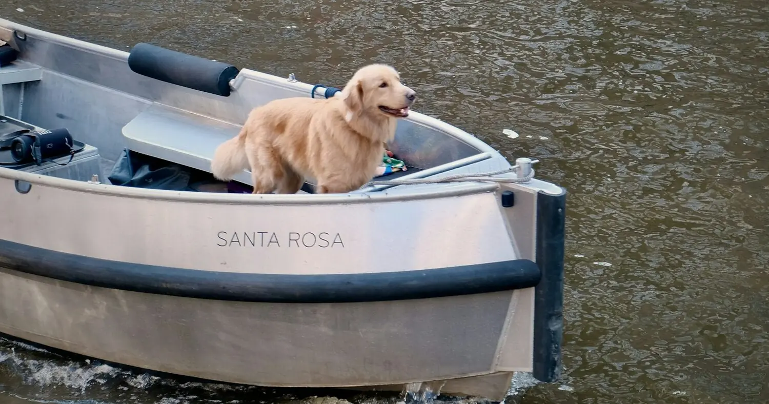 Chien debout à l'avant d'un petit bateau sur un canal d'Amsterdam